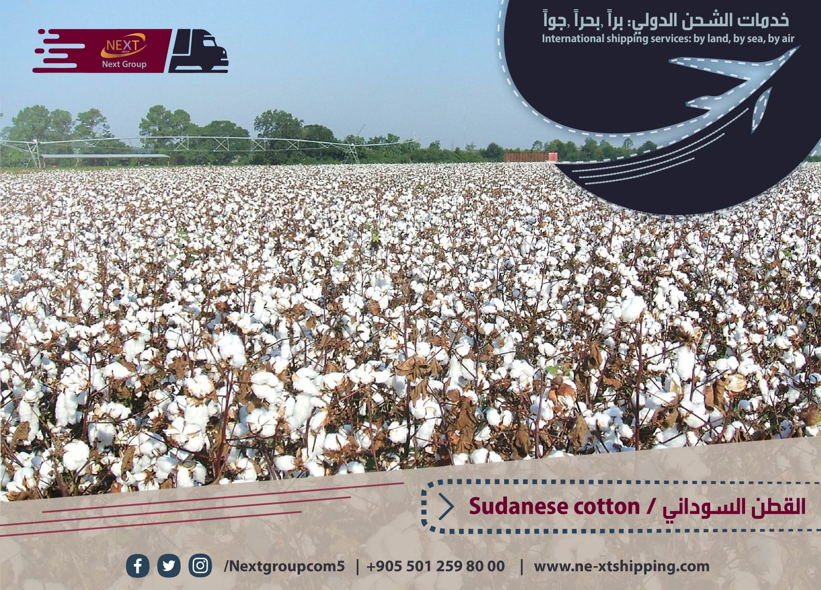 Sudanese cotton is the most important agricultural crop in Sudan and its white gold